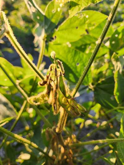 Up-close photo of a soybean plant that shows pod feeding
