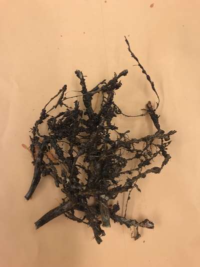 Soybean roots