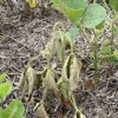 Photo of soybean plant with wilt and discoloration