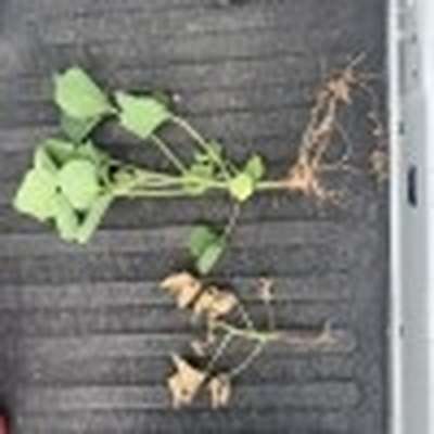 Photo of soybean plants showing whole plant