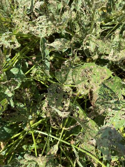 Up-close photo of multiple soybean leaves with a large amount of defoliation