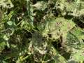 Up-close photo of multiple soybean leaves with a large amount of defoliation