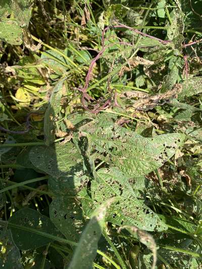 Up-close photo of multiple soybean leaves with a large amount of defoliation