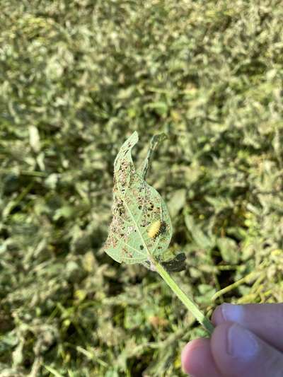 Up-close photo of defoliated soybean leaf with an adult Mexican bean beetle on it