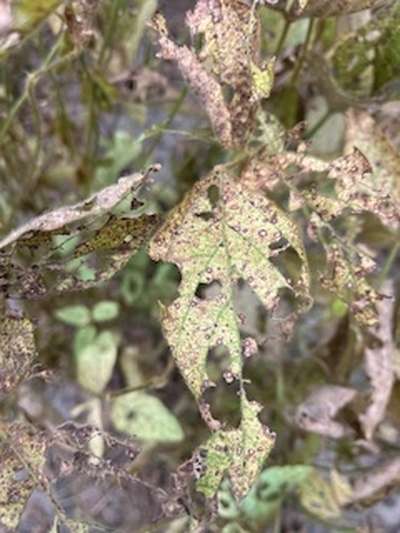 Soybean leaf showing defoliation and spots