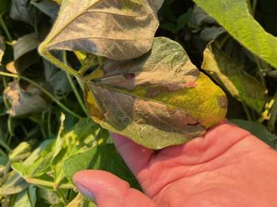 Up-close photo of necrotic soybean leaf