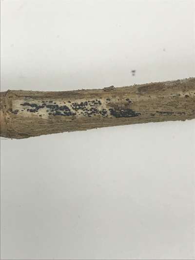Up-close photo of soybean stem with black lesions