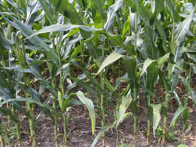 Corn field showing spotted leaves