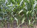 Corn field showing spotted leaves