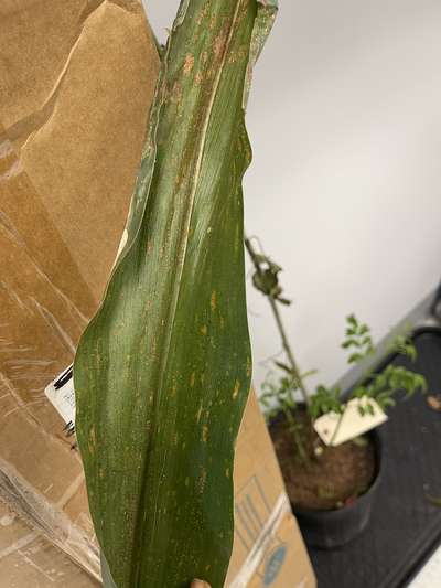Corn leaf with Gray leaf spot symptoms