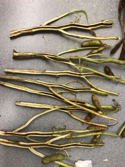 Soybean stems