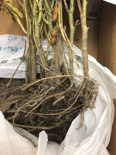 Soybean plant