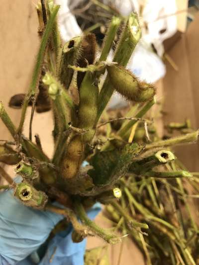 Soybean plant
