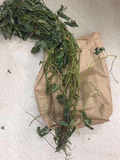 Soybean plant