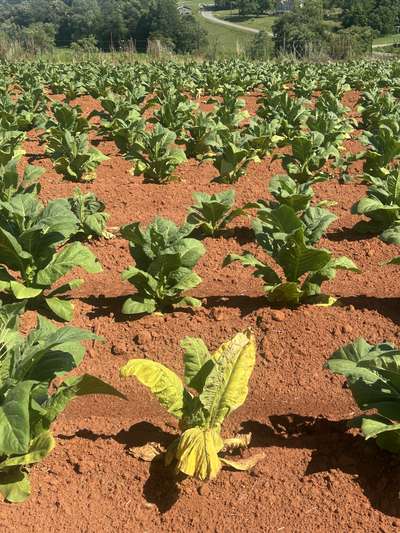 Tobacco field affected by TSWV
