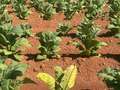 Tobacco field affected by TSWV