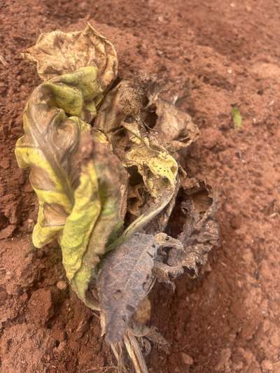 Tobacco plant affected by tswv in the field