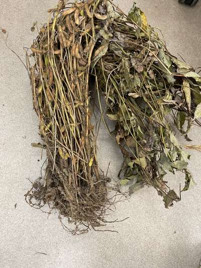 Soybean sample as it was received by clinic