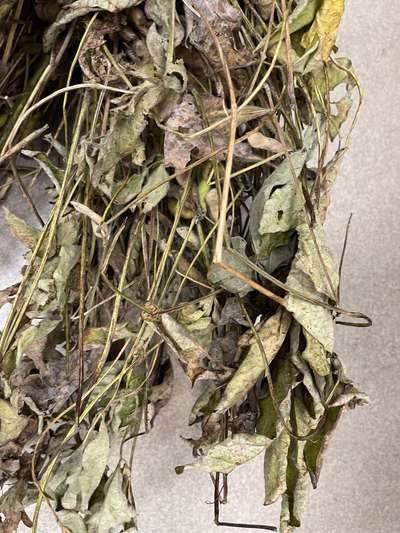 Dry soybean plant with yellowing curling leaves with a white cast on them