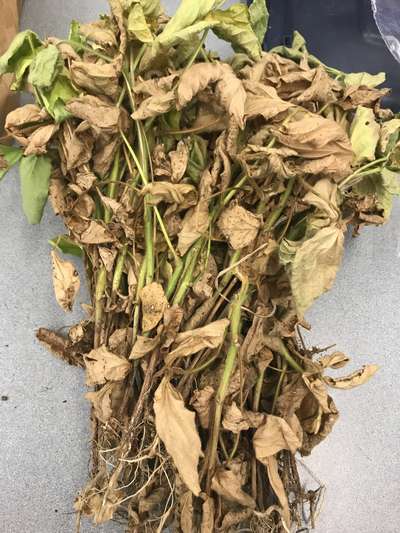 Soybean plant