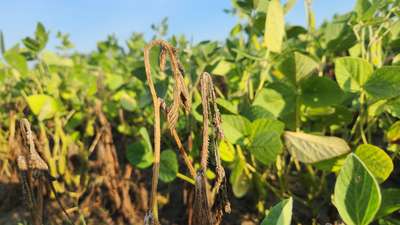 Soybean plant