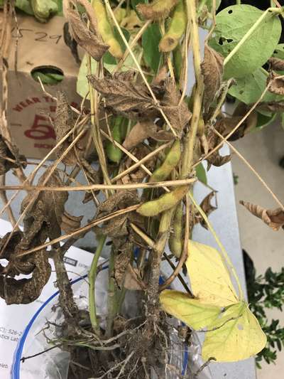 Soybean plant