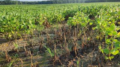 Affected field