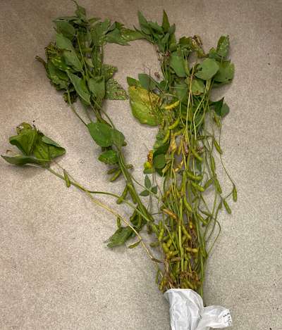 Soybean plant
