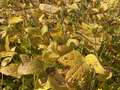 Up-close photo of soybean leaves with yellowing and bronzing tint