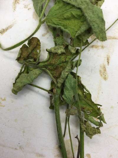 Soybean leaves