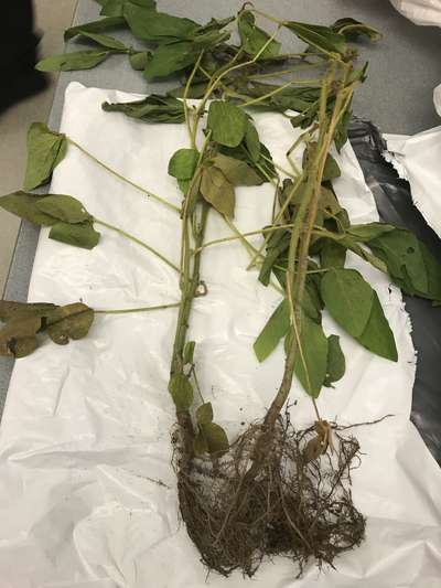 Soybean plant