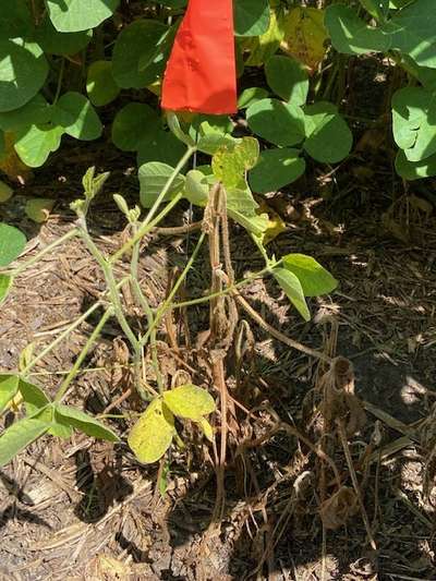 Soybean plant in field