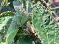 Up-close photo of a soybean plant with multiple false chinch bugs present.