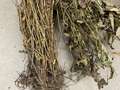 Soybean sample as it was received by clinic