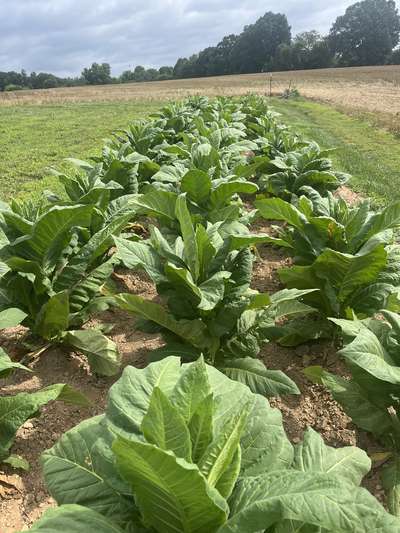 Tobacco field affected by Granville wilt