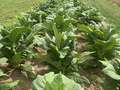 Tobacco field affected by Granville wilt