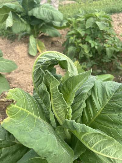Tobacco plant wilting in the field