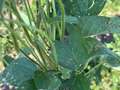 Up-close photo of a soybean plant with brown/grey circular spots on the leaves.