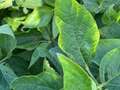 Soybean leaf with a yellowing edge