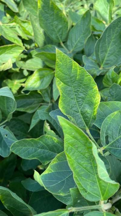 Soybean leaf with a yellowing edge