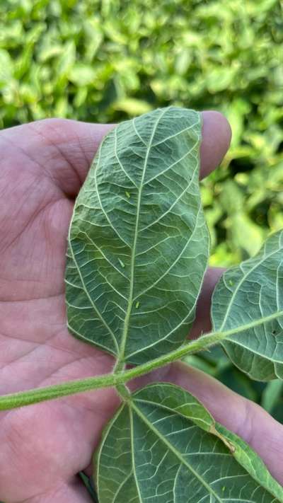 Soybean leaf with small green potato leafhoppers