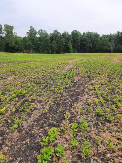 Broad photo of soybean field showing differing areas of zinc toxicity symptoms