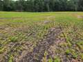 Broad photo of soybean field showing differing areas of zinc toxicity symptoms
