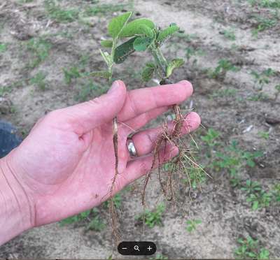 A hand holding a short soybean seedling  with a necrotic lesions in the stem