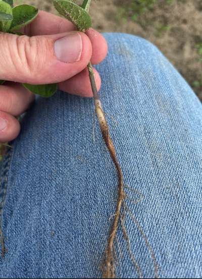 Soybean seedling with a necrotic stem