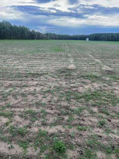 A soybean field with low stand count