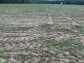 A soybean field with low stand count