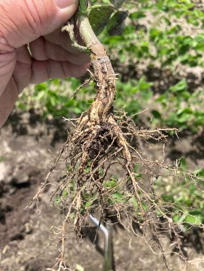 Soybean roots
