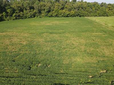 Broad photo of soybean field that shows discoloration in patches