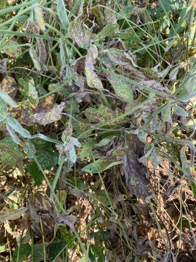 Up-close photo of a soybean plant that shows discolored leaves and wilt